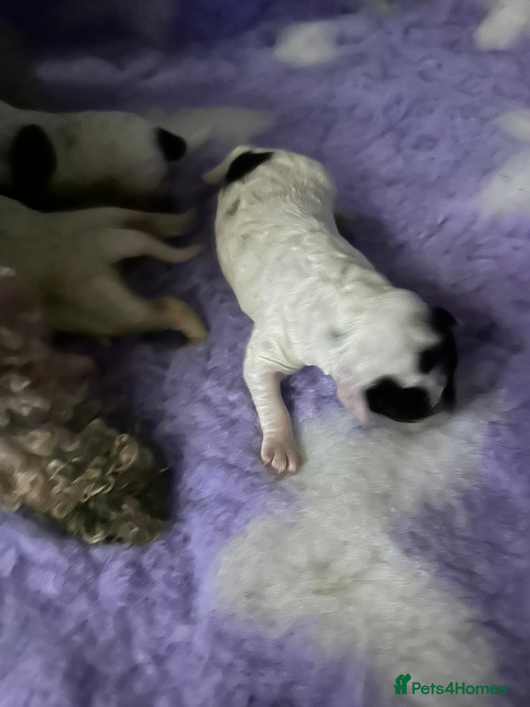 Cavapoo dogs for sale: F1b cavapoo pups extensively health tested - Advert 8