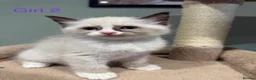 Ragdoll cats for sale: Beautiful purebred ragdoll kittens in Doncaster - Advert 7