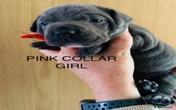 Staffordshire Bull Terrier dogs for sale: Staffordshire bull terrier pups - Advert 3