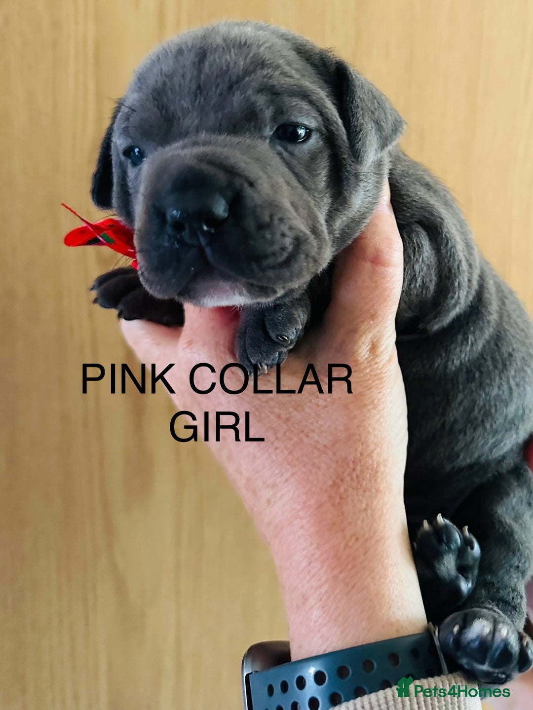 Staffordshire Bull Terrier dogs for sale: Staffordshire bull terrier pups - Advert 3