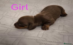 Dachshund dogs for sale: Miniature smooth hair dachshund  - Image 15