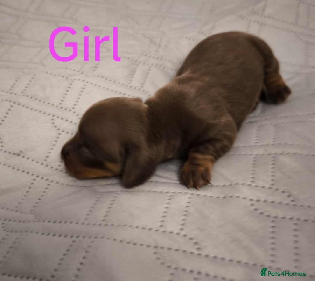 Dachshund dogs for sale: Miniature smooth hair dachshund  - Image 15