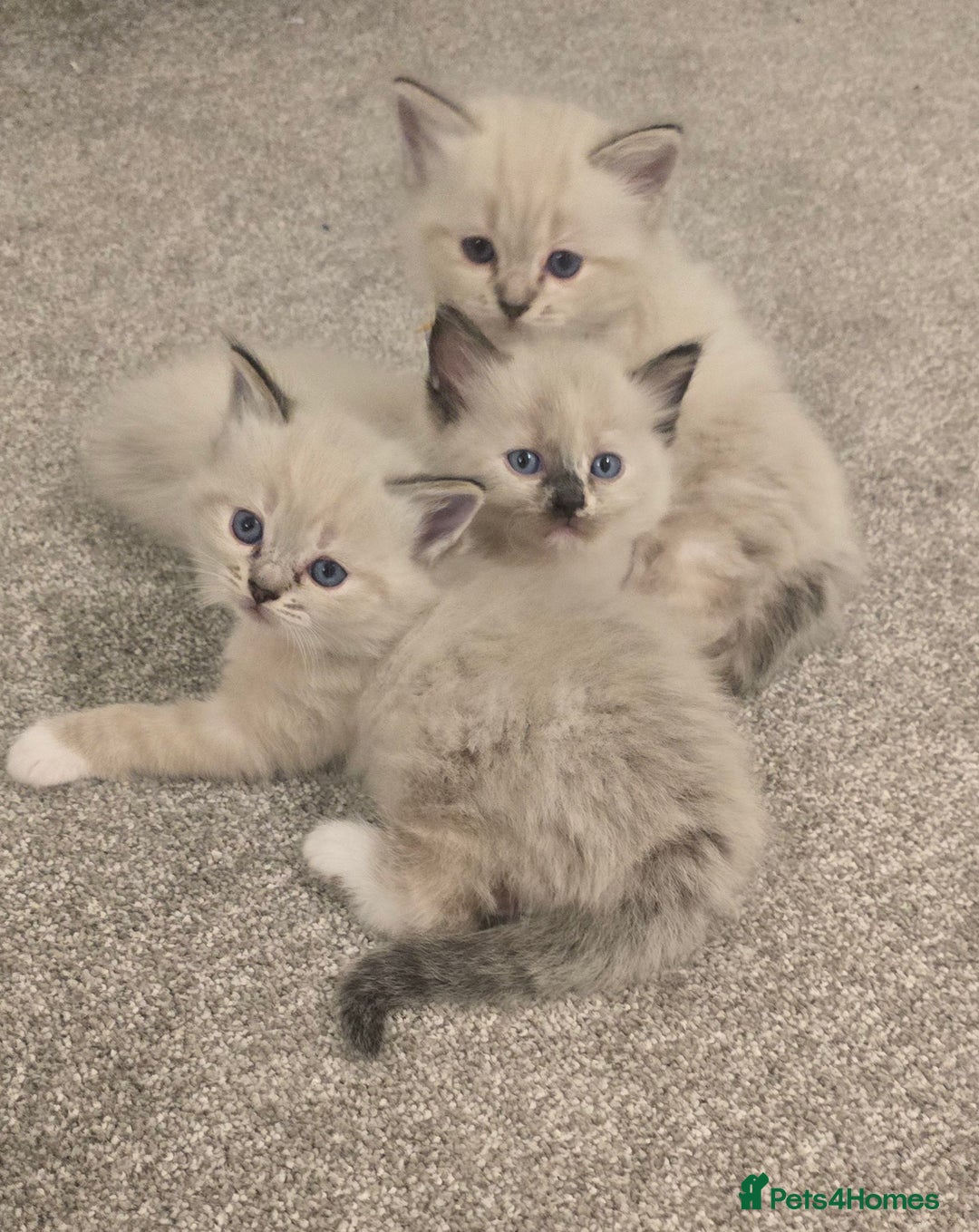Ragdoll cats for sale: Ready 18th December 🤎 beautiful female ragdolls x - Advert 1