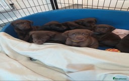 Labrador Retriever dogs for sale: KC Chocolate labrador (Ready To Go Now)🦮 - Image 10