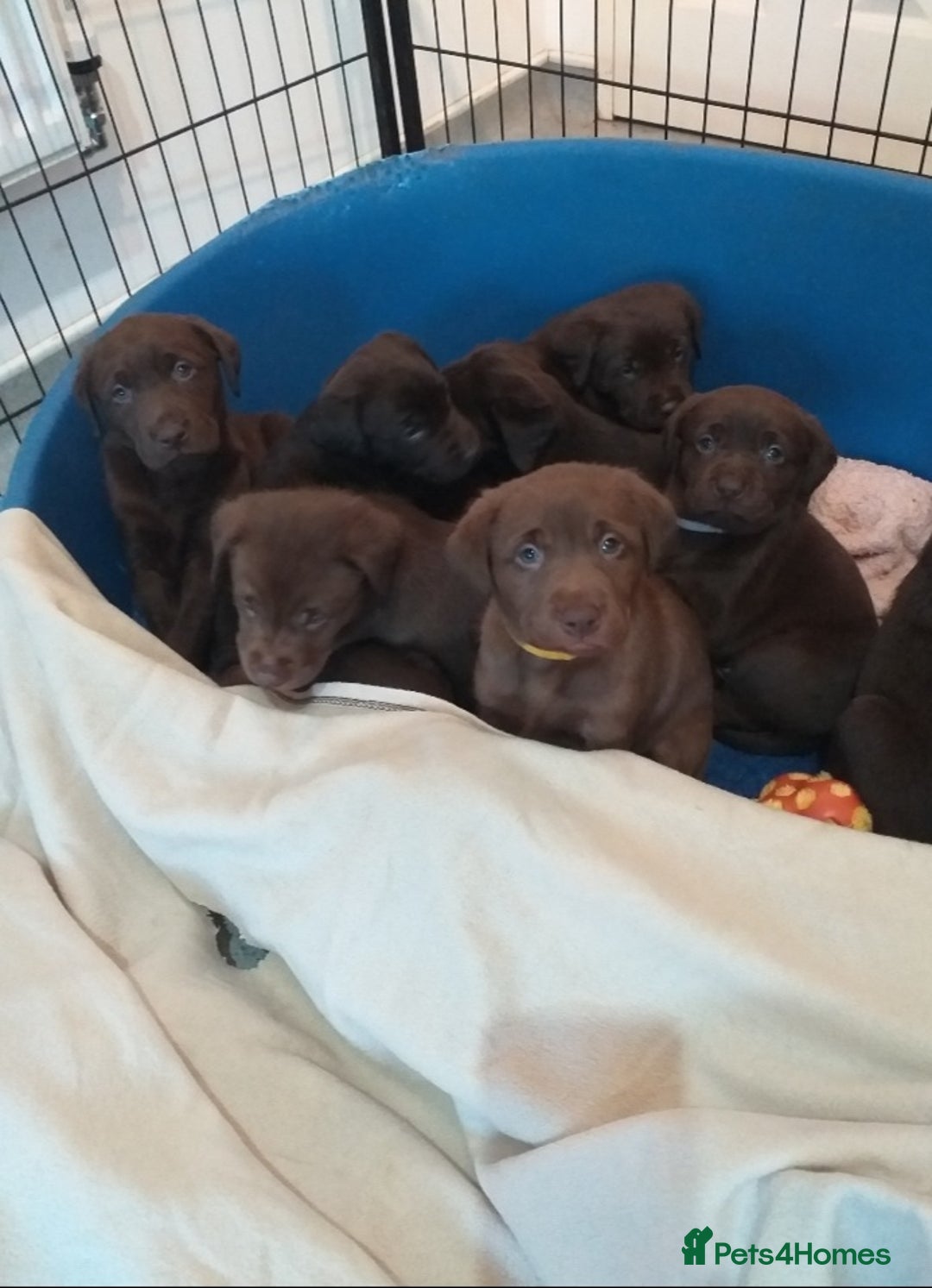 Labrador Retriever dogs for sale: KC Chocolate labrador (Ready To Go Now)🦮 - Image 10