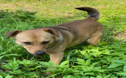 Mixed Breed dogs for adoption: 💖🐶 RAHDA 🐶💖 - Image 17