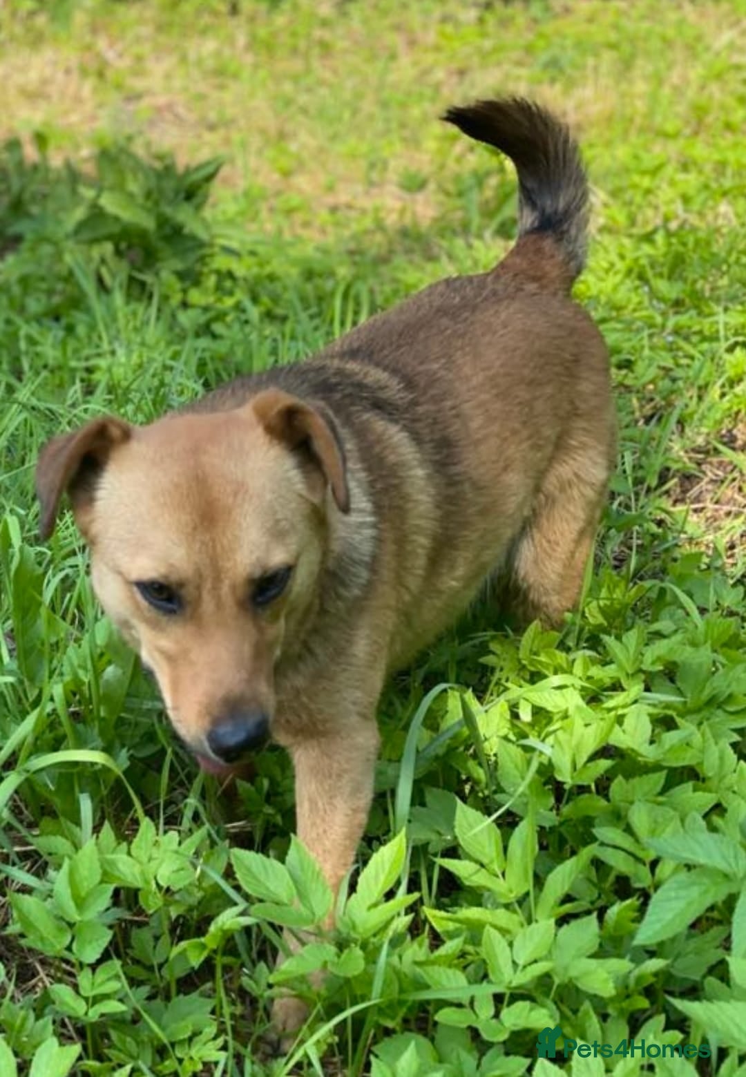 Mixed Breed dogs for adoption: 💖🐶 RAHDA 🐶💖 - Image 17