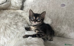 Bengal cats for sale: Stunning Bengal Kittens - TICA Registered - Image 39