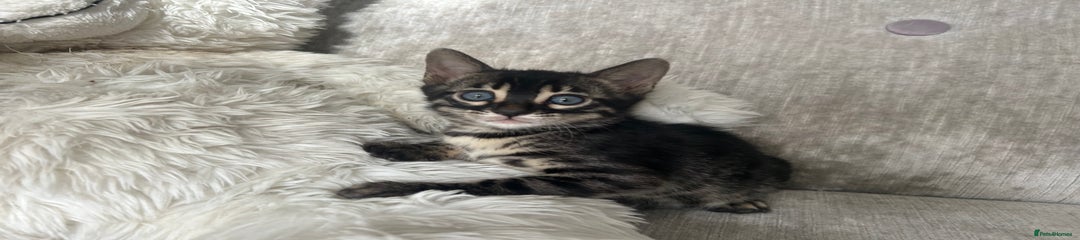Bengal Kitten 4