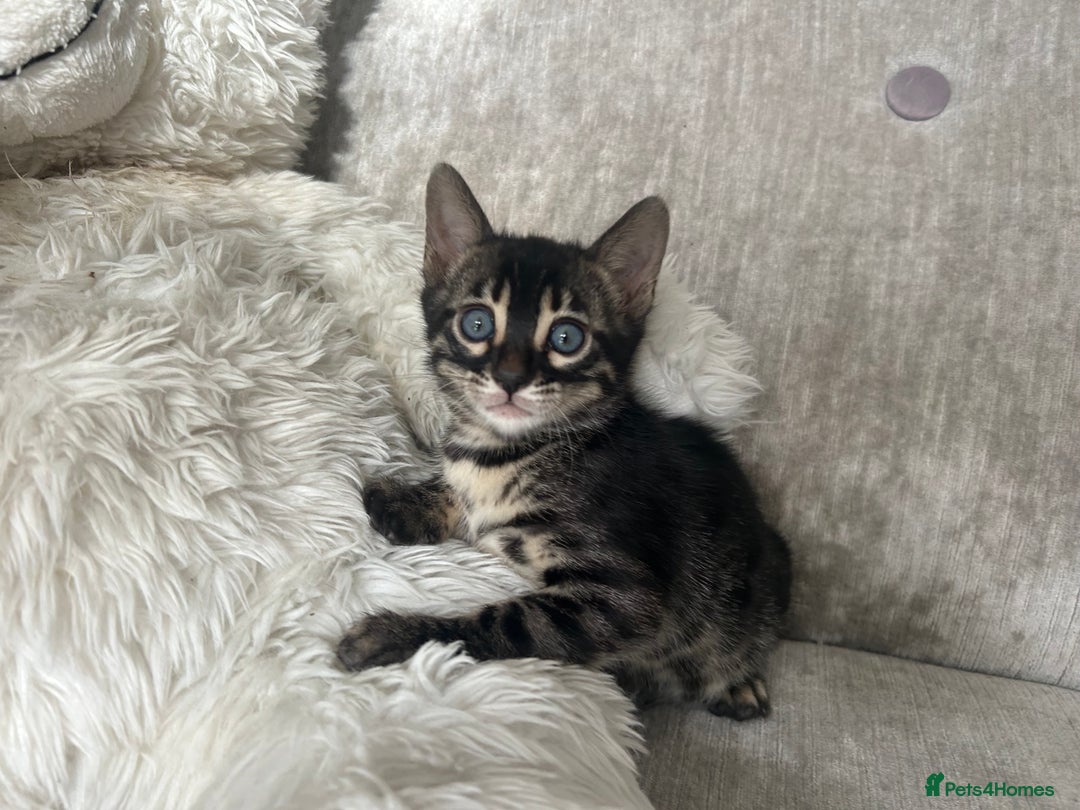 Bengal cats for sale: Stunning Bengal Kittens - TICA Registered - Image 39