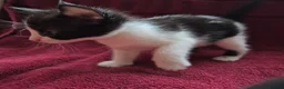 Mixed Breed cats for sale: Amazing family kittens - Advert 19