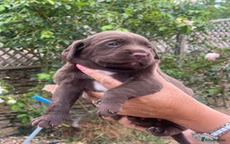 Cockerdor dogs for sale: Beautiful Cockerdor puppies for sale  - Image 8