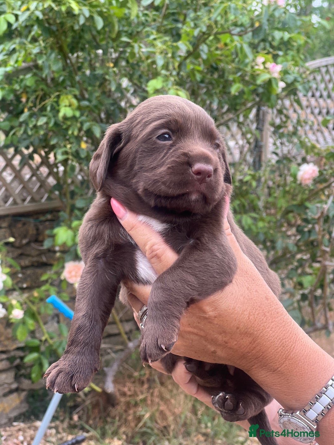 Cockerdor dogs for sale: Beautiful Cockerdor puppies for sale  - Image 8