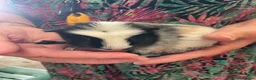 Guinea Pig rodents for sale: 3 male guinea pigs for sale - Advert 8