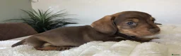 Miniature Dachshund dogs for sale: SOMETHING A LITTLE DIFFERENT..MINI DACHSHUNDS  - Advert 17