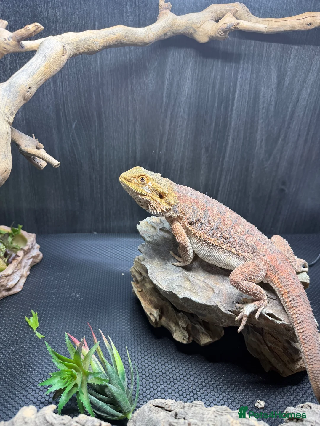 Bearded Dragon reptiles for sale: Beautiful girl sadly for sale  in Brighton - Advert 4
