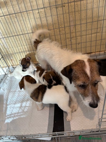 Jack Russell dogs - Advert 2