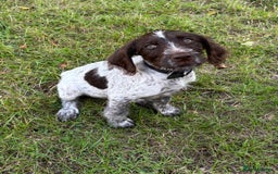 Mixed Breed dogs for sale: German weirdhair pointer\working springer spaniel  - Image 1