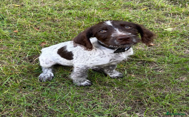 Mixed Breed dogs - Advert 2
