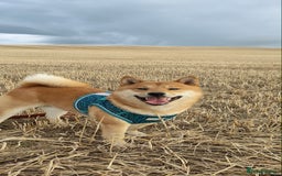 Japanese Shiba Inu dogs for stud: Beautiful Gladiators Warrior ready for stud - Advert 6