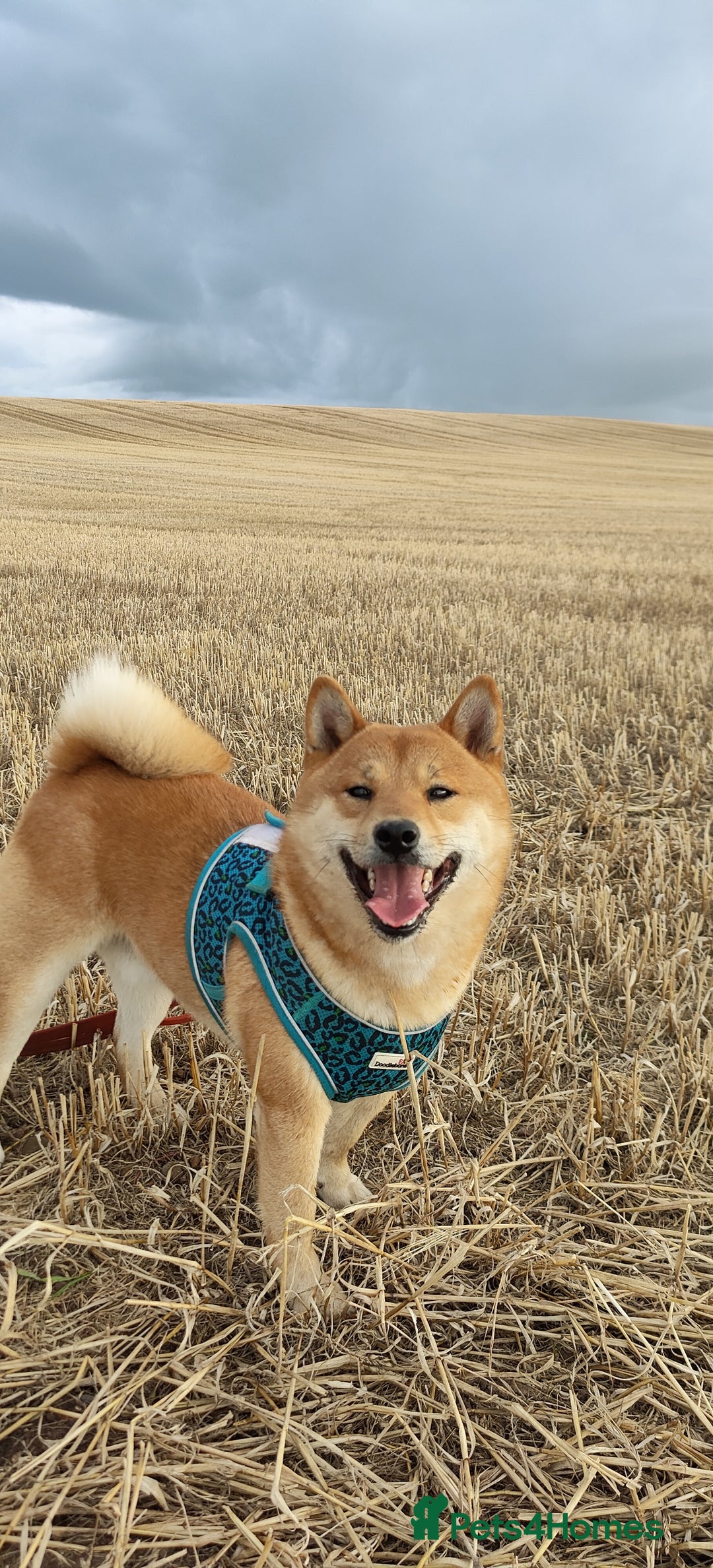 Japanese Shiba Inu dogs for stud: Beautiful Gladiators Warrior ready for stud - Advert 6