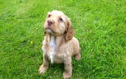 Cocker Spaniel dogs for sale: Cocker Spaniel Puppies - Image 11