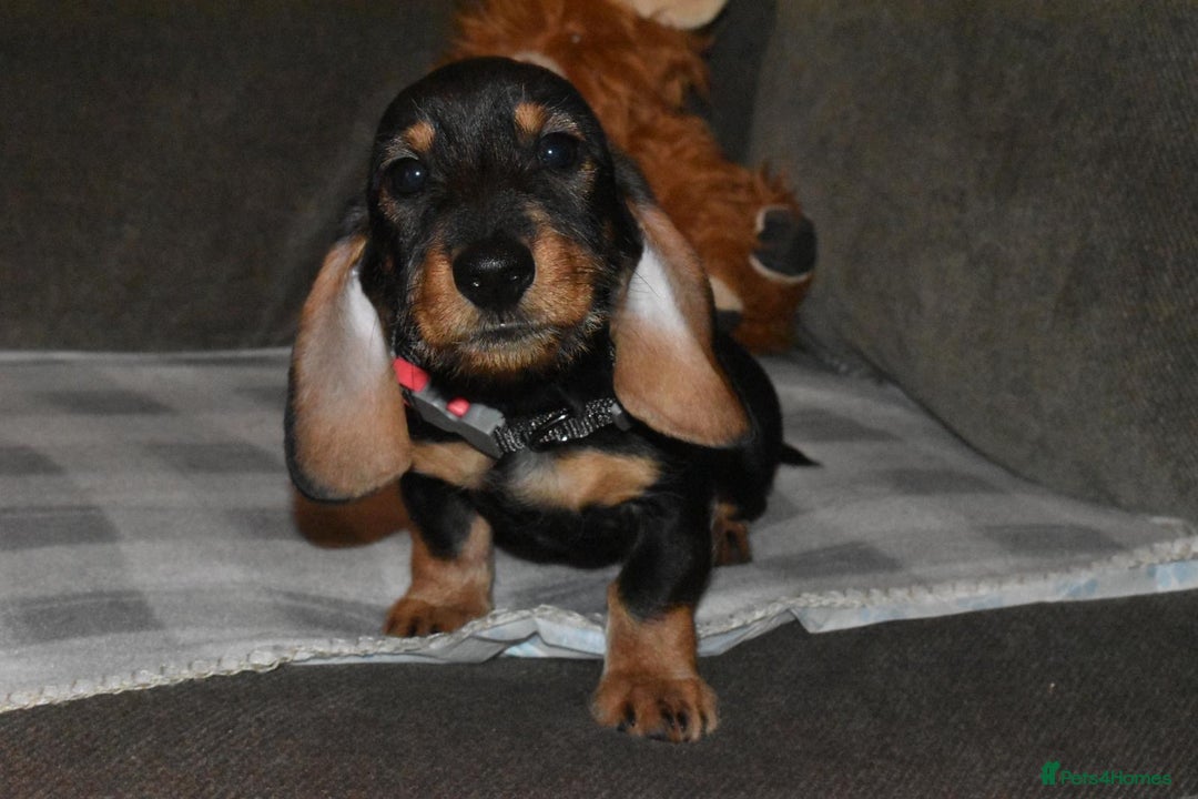 Dachshund dogs for sale: Ready now Wire haired standard x miniture puppy’s  - Advert 1