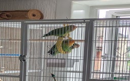 Lovebirds birds for sale: UNTAMED Female Lovebird  - Image 2