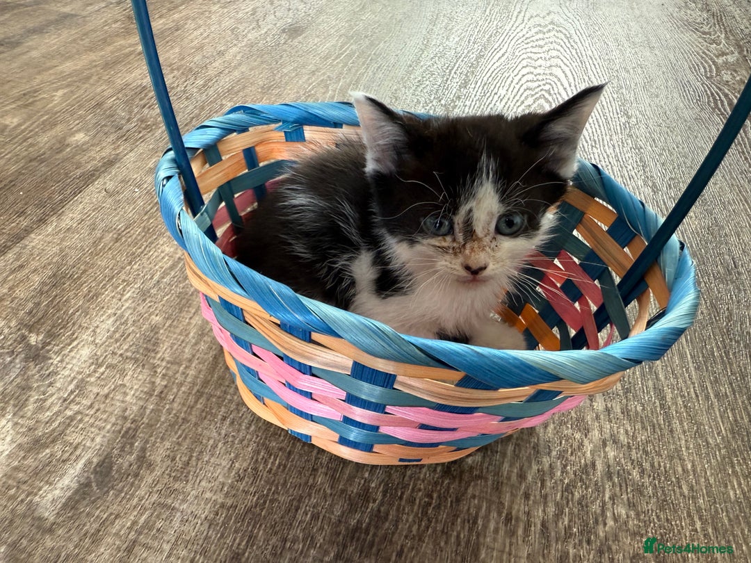 American Shorthair cats for sale: American shorthair x sphynx  - Image 6