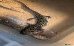 Axolotl reptiles for sale: REDUCED ONLY  5 LEFT baby Axolotls wild lavender  - Image 35