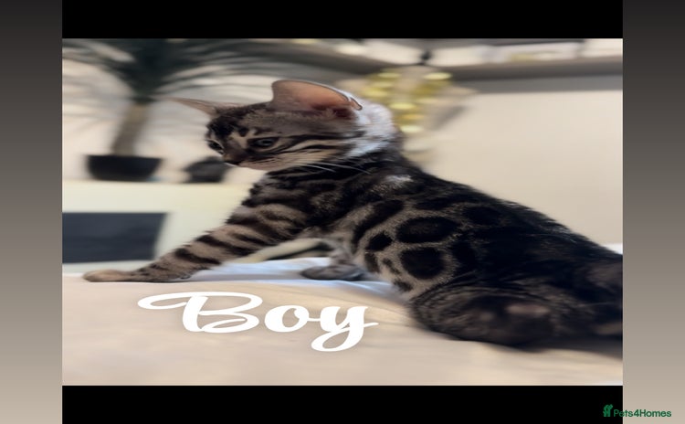Bengal cats - Advert 10