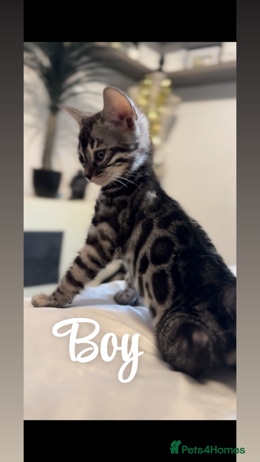 Bengal cats for sale: 1silver female  bengal 1charcoal male bengal pure - Image 1