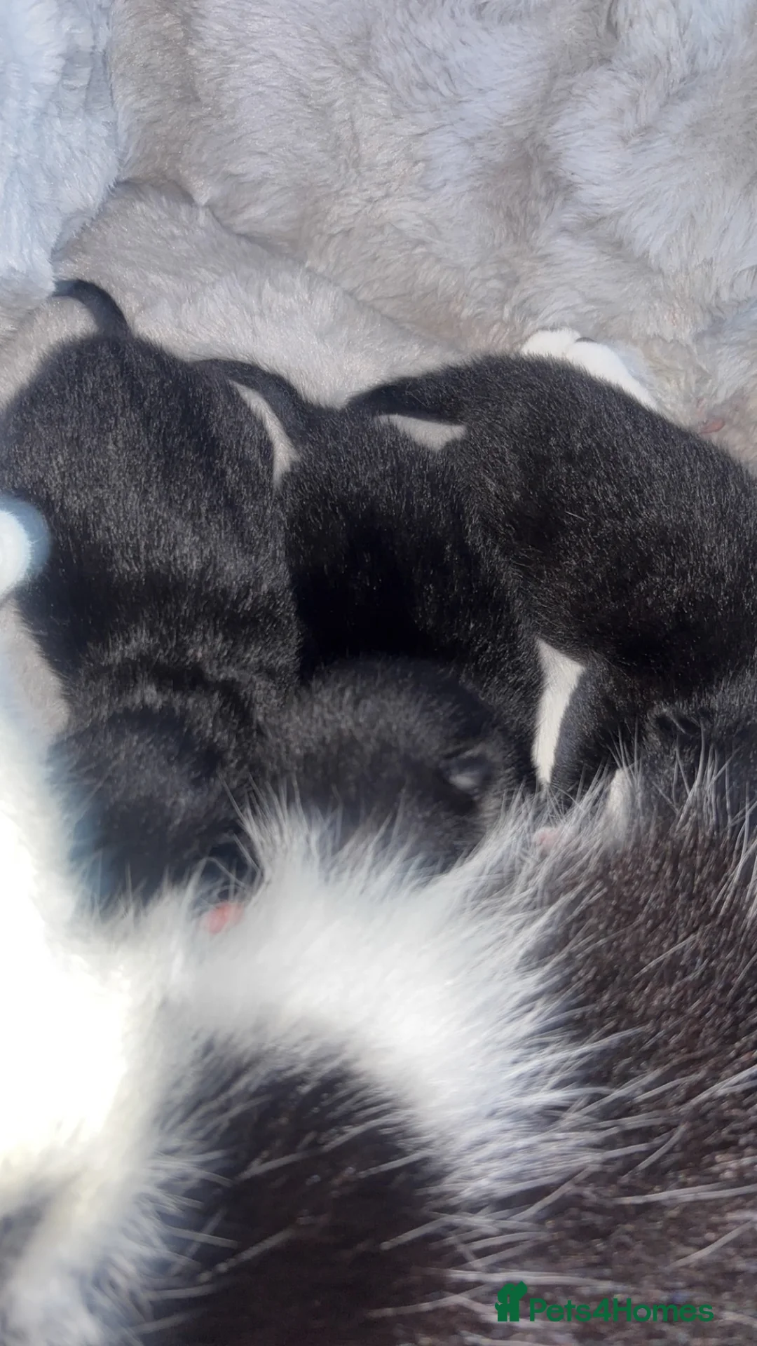 Mixed Breed cats for sale: 2 girls ready to leave  - Advert 5