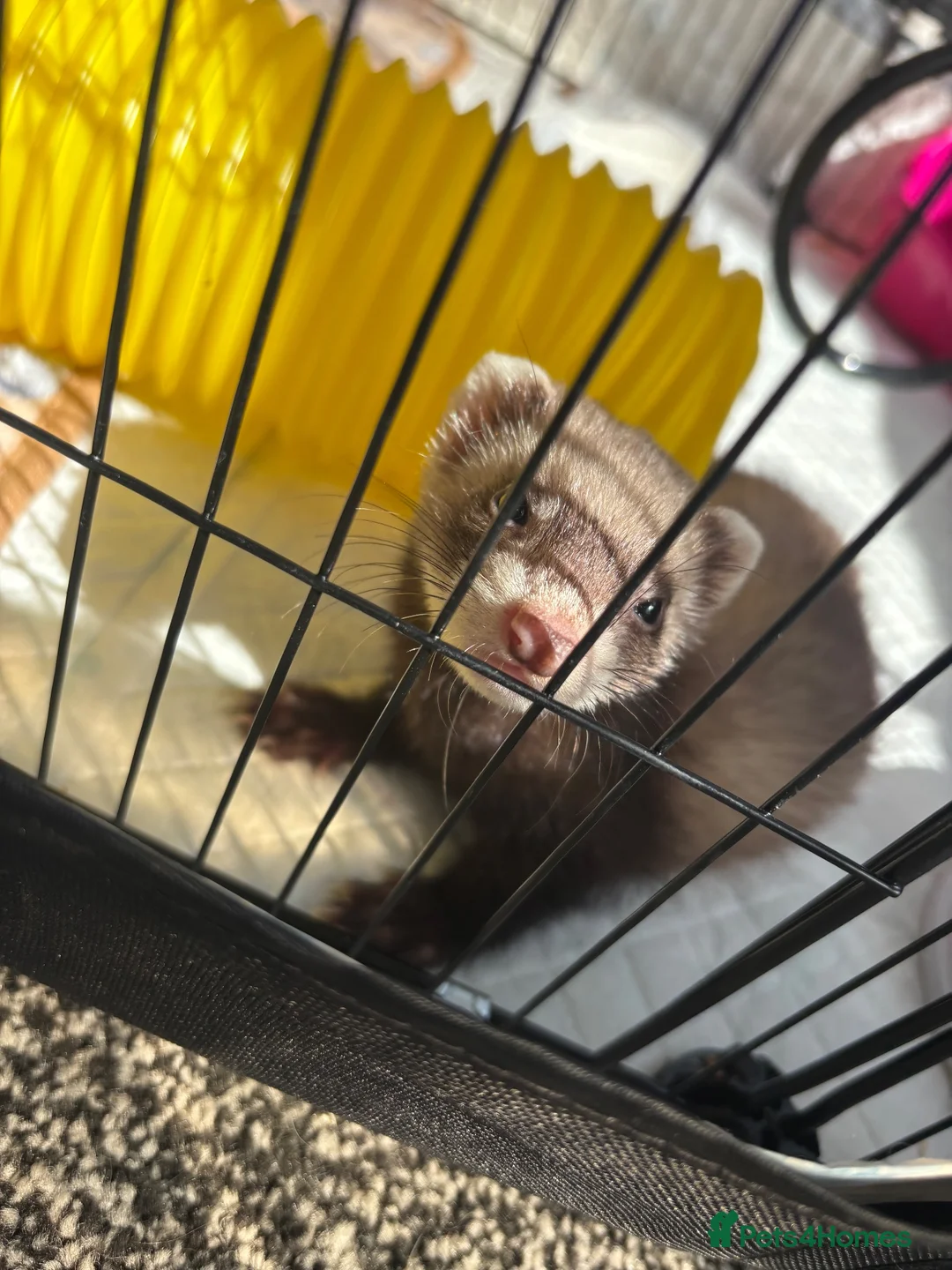 Ferret rodents for sale: Jill for sale - Advert 2