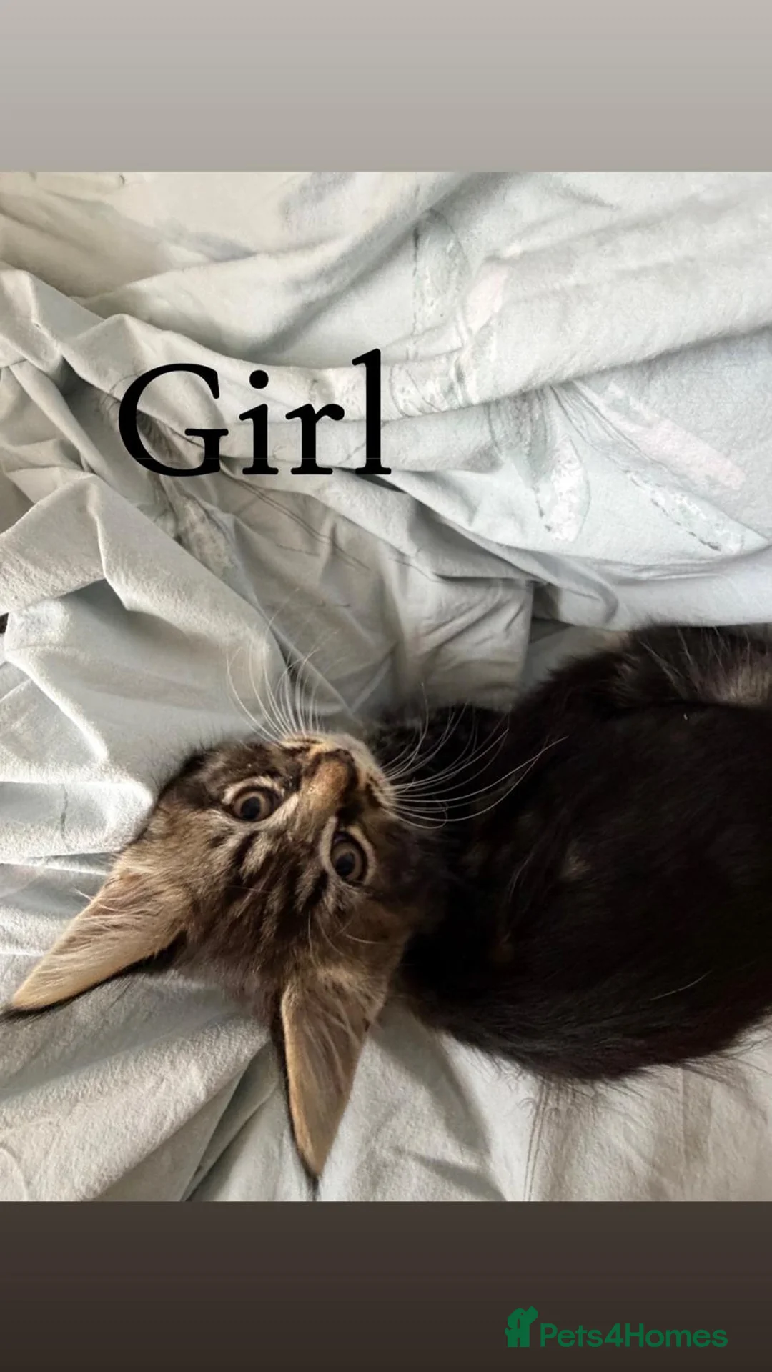 Mixed Breed cats for sale: Maine coon cross breed kitten - Advert 12