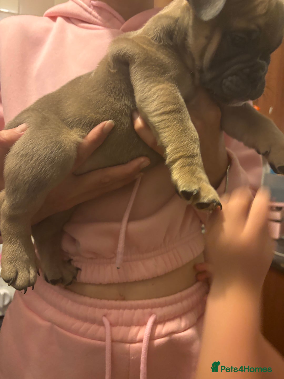 Mixed Breed dogs for sale: French bulldog x British bulldog  - Image 24