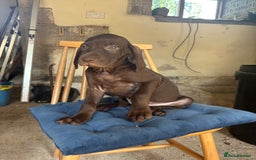 Hungarian Vizsla dogs for sale: Wire haired vizsla X  - Image 23