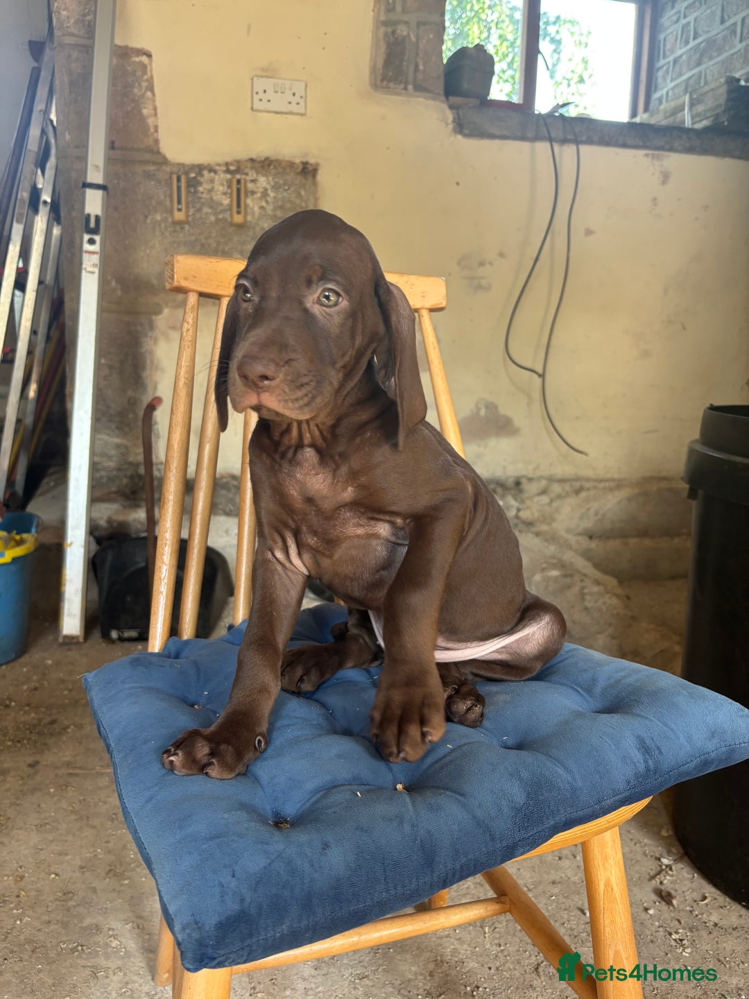 Hungarian Vizsla dogs for sale: Wire haired vizsla X  - Image 23