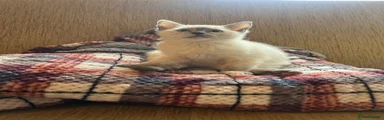 Ragdoll Kitten 1