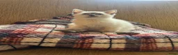 Ragdoll cats for sale: Ragdoll /Scotish straight  in Alnwick - Advert 5