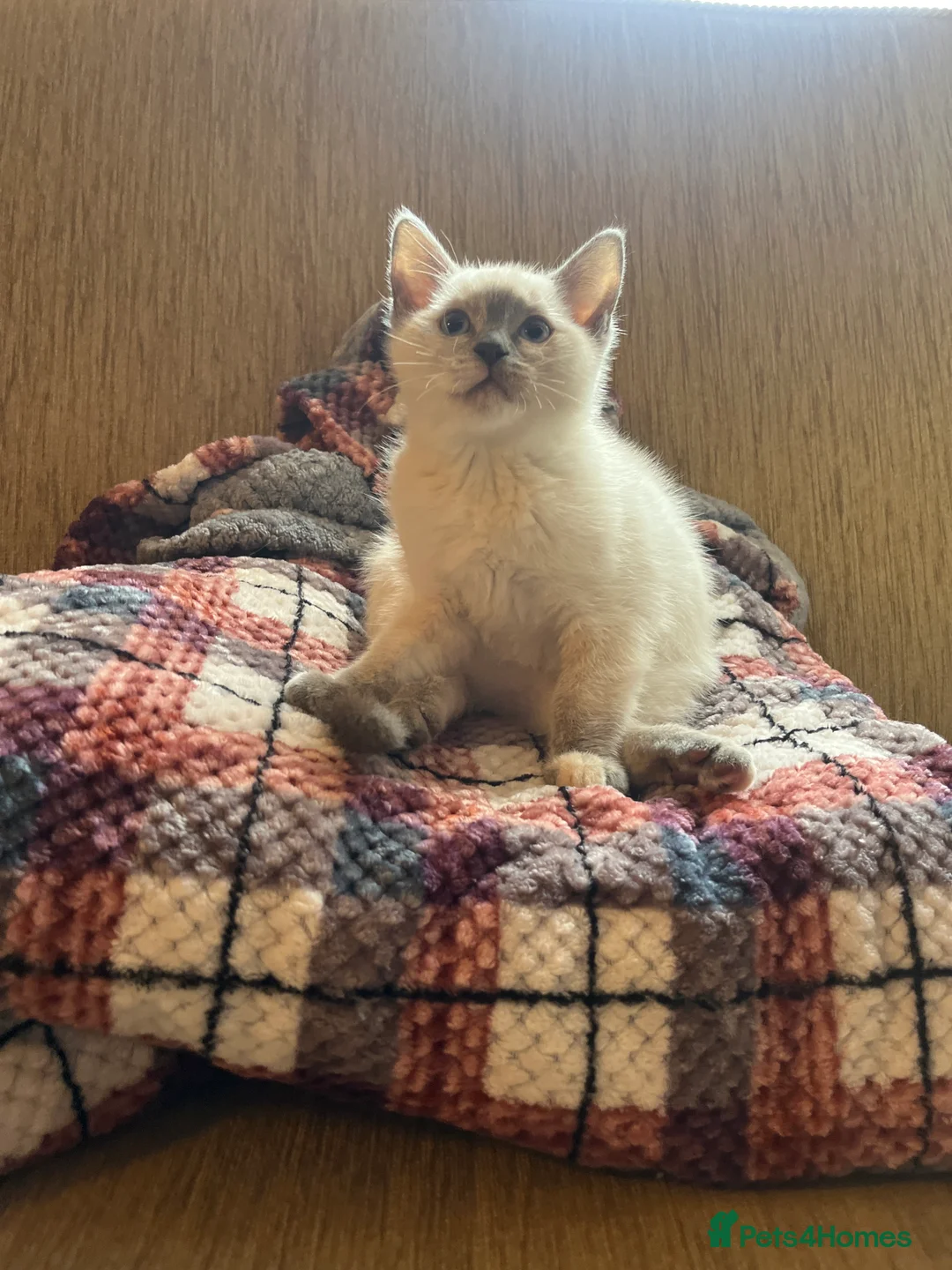 Ragdoll cats for sale: Ragdoll /Scotish straight  in Alnwick - Advert 5