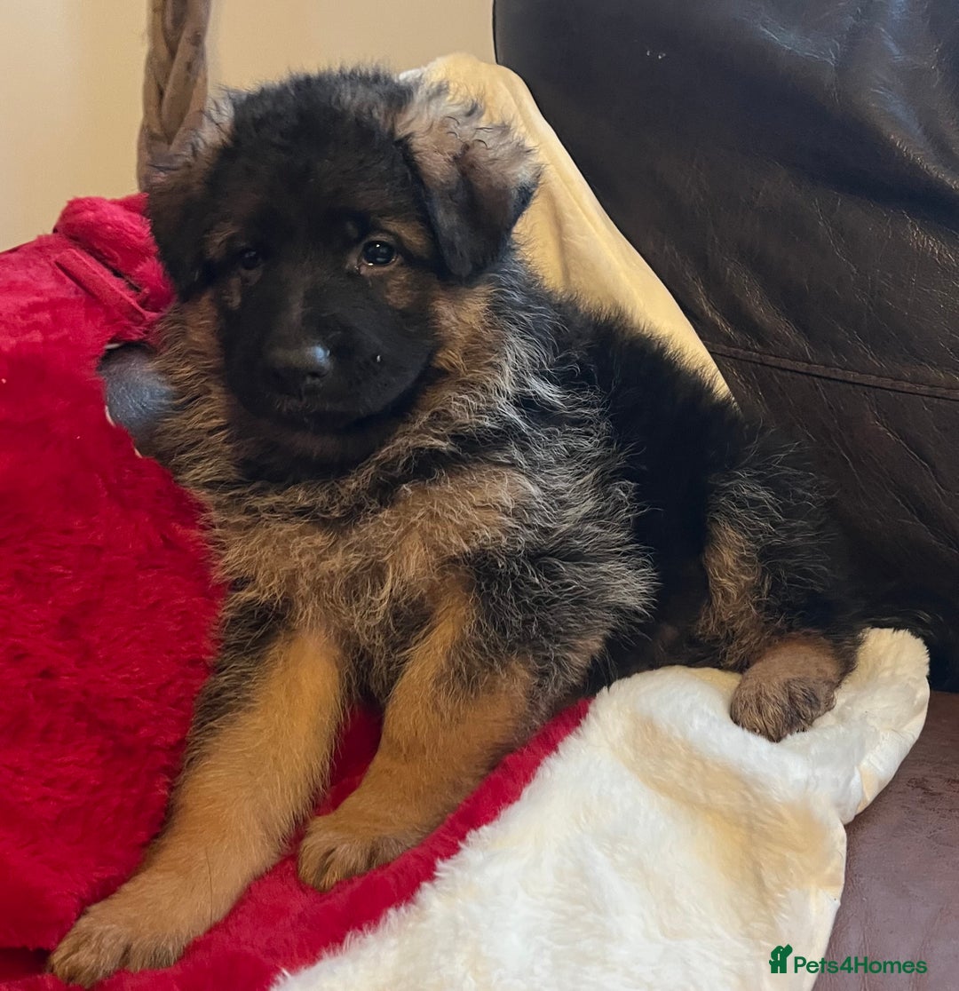 German Shepherd dogs for sale: Outstanding long haired Gsd pups  for sale  - Advert 12