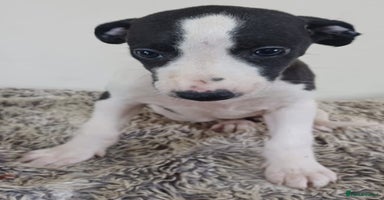 Whippet dogs - Advert 14