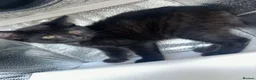 Pixie Bob cats for sale: 3 beautiful pixie bobs  - Advert 4