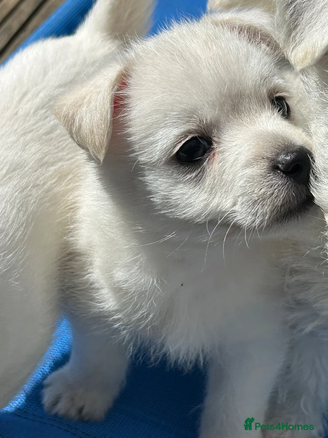 Mixed Breed dogs for sale: Stunning Westie x Spitz pups - Advert 12