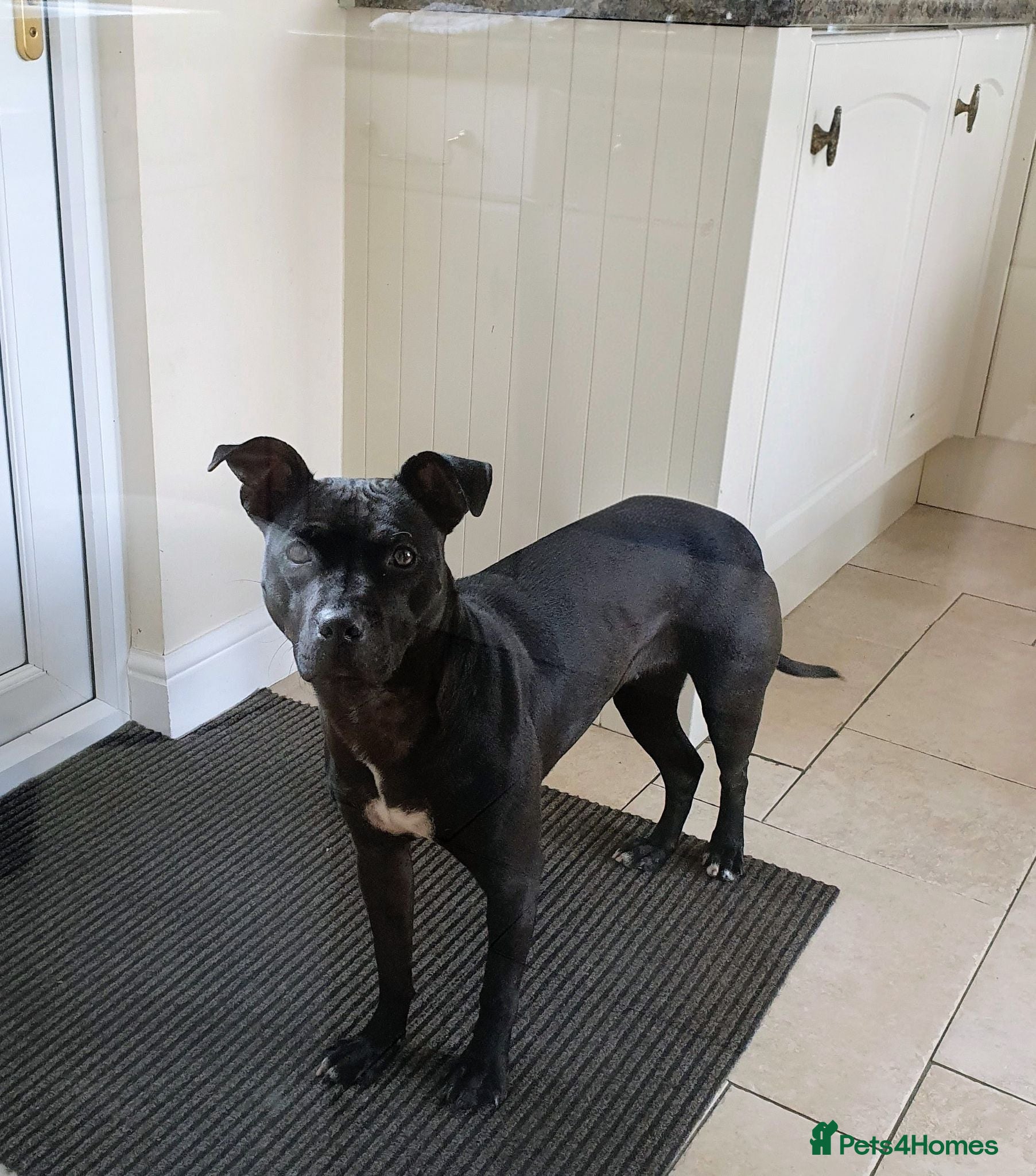 American Bull Staffy dogs Narla - Advert 14