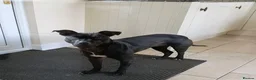 American Bull Staffy dogs for sale: Narla in Bedlington - Advert 1