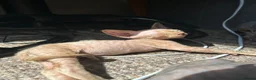Sphynx cats for sale: 5 Canadian Sphynx kittens for sale - Advert 17