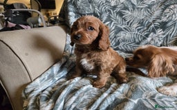 Cavapoo dogs for sale: 3 Red Cavapoo pups for sale - Image 8