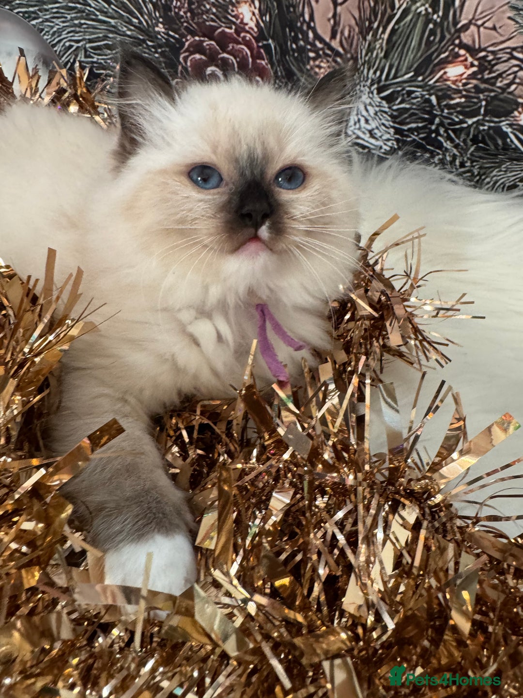 Ragdoll cats for sale: 🏆 gccf ragdoll grand champion kittens 🏆 - Advert 11